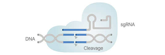 Cas9 단백질