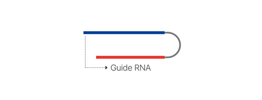Target 가이드 RNA  디자인 및 합성