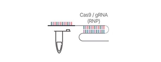 sgRNA + Cas9 complex 제작 및 RNP 진행